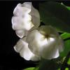 Растение мая - Хойя danumensis - \