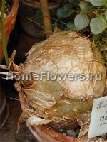 bowiea volubilis, взрослая луковица