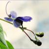 Растение июля - Клеродендрум угандийский - \