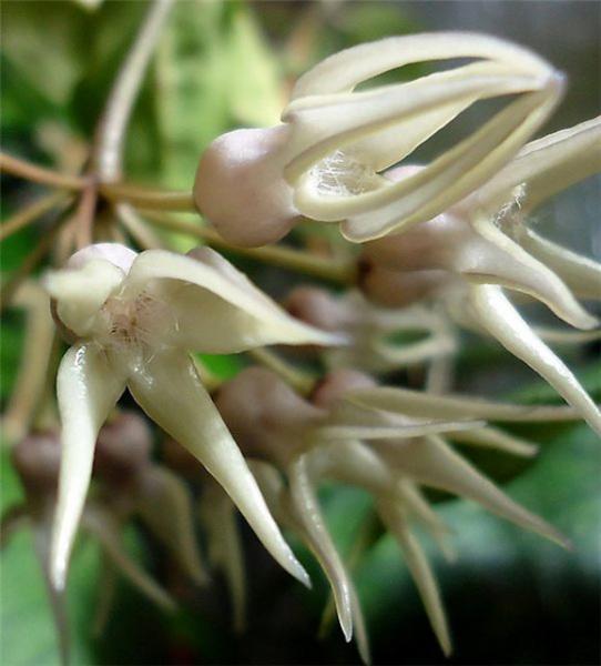 Растение октября - Хойя telosmoides   - \