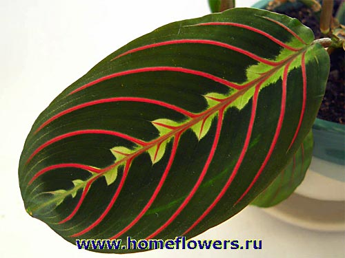 Размещенное изображение