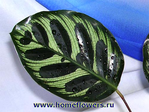 Размещенное изображение