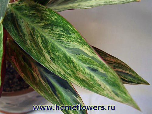Размещенное изображение