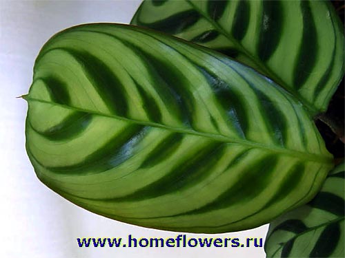 Размещенное изображение