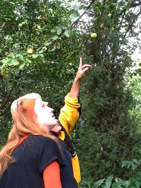 Можжевеловые яблоки - - А вот здесь у нас яблоня привита на можжевельник. В последние годы она дает крепкие, хрустящие яблоки с нежным привкусом хвои.
