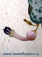 Ceropegia Woodii, цветок