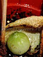bowiea volubilis, молодая луковица