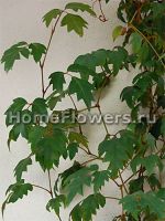 Cissus rhombifolia 'Ellen Danica' 