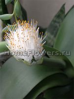haemanthus albiflos, цветение