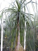 Beaucarnea longifolia