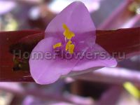Цветок сеткреазии пурпурной