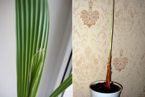 Вашингтония нитчатая - сохнет? - Комнатные растения и цветы - Форум на ...