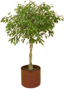 Ficus-benjamina.jpg