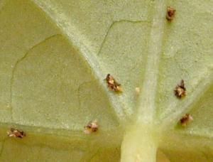 Cissus_02.jpg