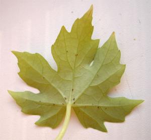 Cissus_01.jpg