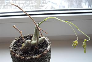 Cissus_03.jpg