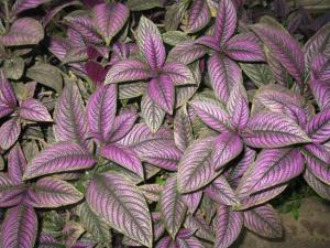 f_09_13-181Strobilanthes.jpg