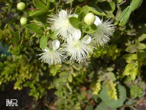 myrtus_communis1300_B.jpg
