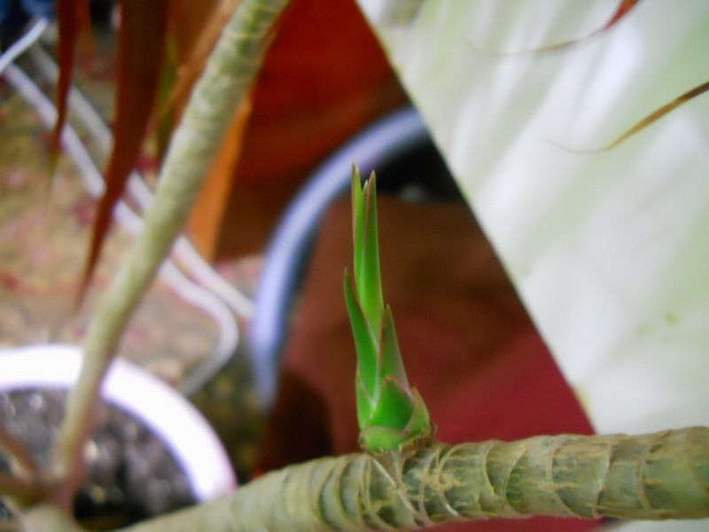 Как размножить драцену в домашних условиях пошаговое фото стеблевыми черенками
