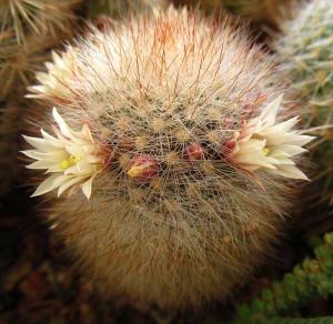 a_Mammillaria_densispina6208.jpg