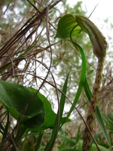 f_5690arisarum.jpg