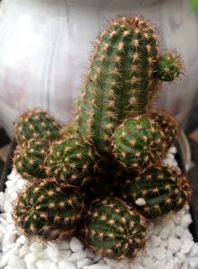 unknown004.jpg