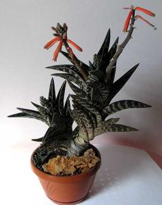 Aloe_variegata_422.jpg