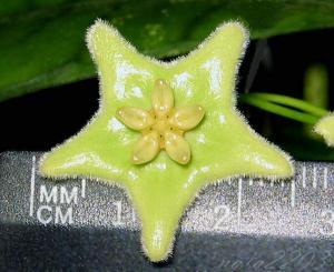 chlorantha_024_small.jpg