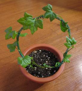 Akulina_K._punctulata.jpg