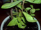 DSC04438.jpg