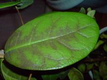 DSC04440.jpg