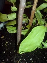 DSC04435.jpg
