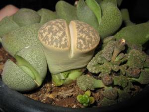 lithops25457.jpg