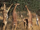 ralph-reinhold-gerenuk-litocranius-walleri-mara-game-reserve.jpg