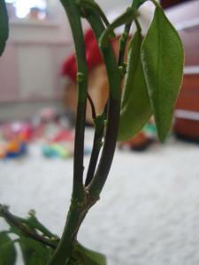 DSC05720.JPG