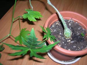 DSCN3956.JPG