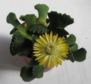 Aloinopsis_malherbei_322.jpg