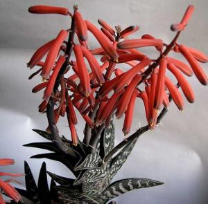 izobrajenia_303_1.jpg