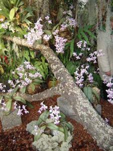 Musja_orchidee4.jpg