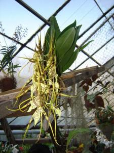 Musja_orchidee7.jpg
