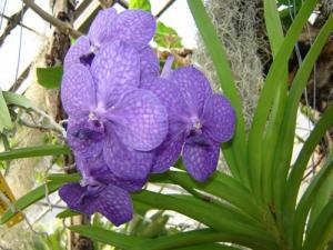 Musja_orchidee8.jpg