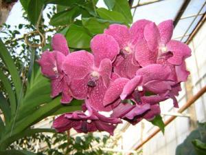 Musja_orchidee9.jpg