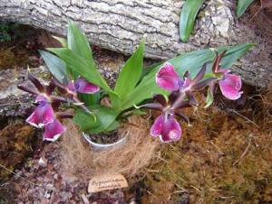 Musja_orchidee10.jpg