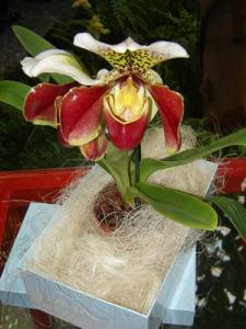 Musja_orchidee14.jpg