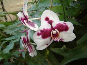 Musja_orchidee15.jpg