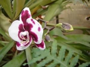 Musja_orchidee16.jpg
