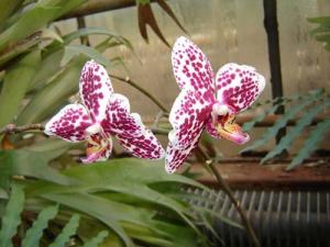 Musja_orchidee17.jpg