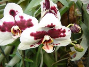 Musja_orchidee18.jpg