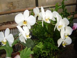 Musja_orchidee18a.jpg
