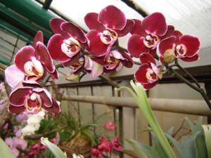 Musja_orchidee19a.jpg
